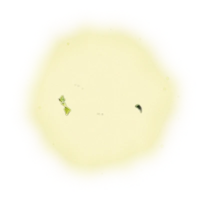 青心烏龍包種茶 – 150克(2025年春茶) 4