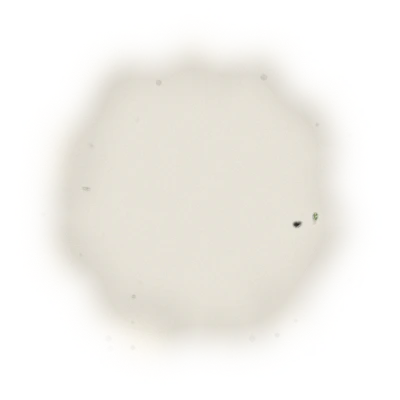 青心烏龍包種茶冬茶-150克(2025年冬茶) 6