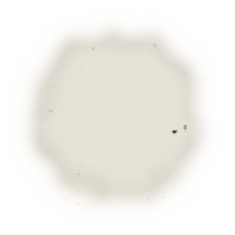 青心烏龍包種茶冬茶-150克(2025年冬茶) 5