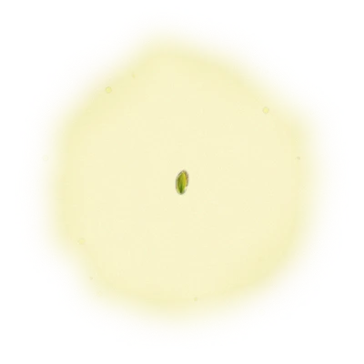 青心烏龍蜜香紅茶-150克(2025年夏茶) 4