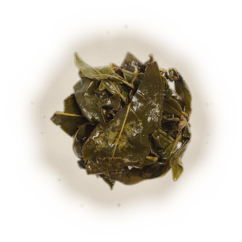 Alishan Qing Xin (High Mountain Oolong Tea) 9
